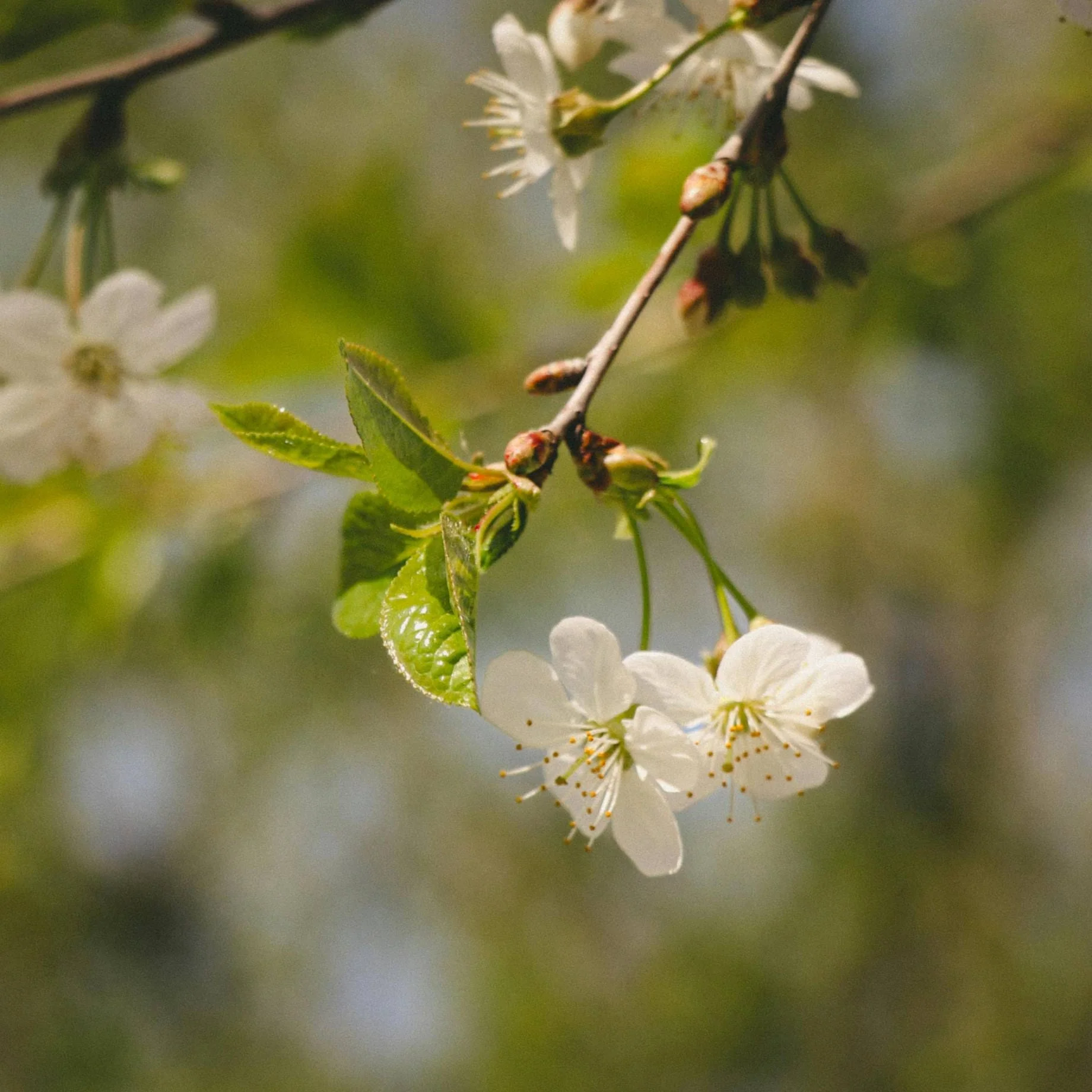 'White Heart' Cherry Tree - Image 4