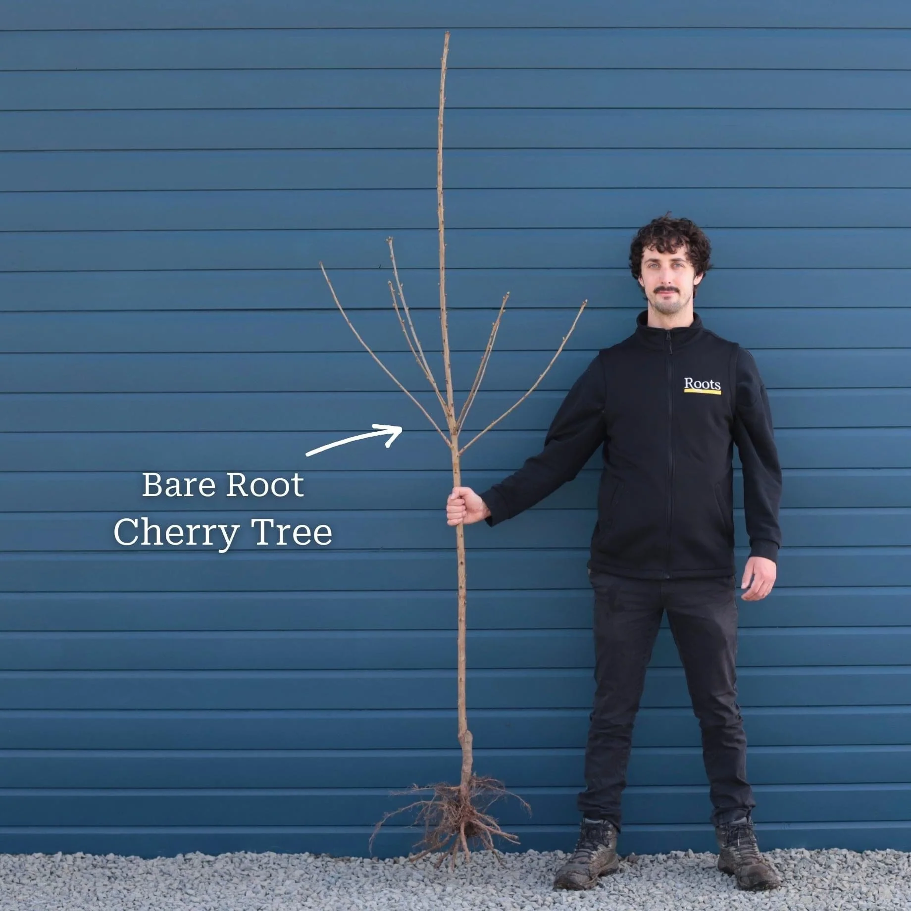 'Sunburst' Cherry Tree - Image 14