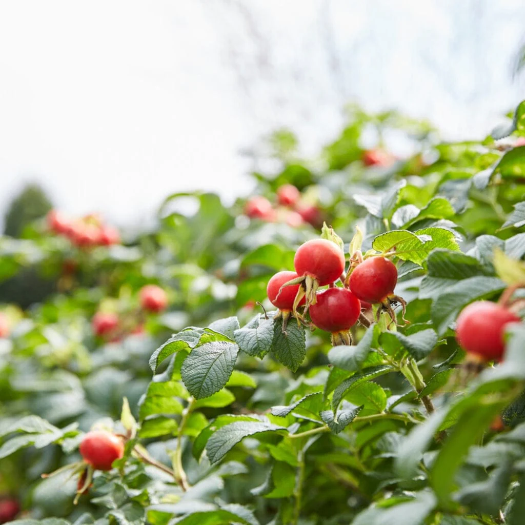 White Japanese Rose Hedging | Rosa rugosa 'Alba' - Image 2