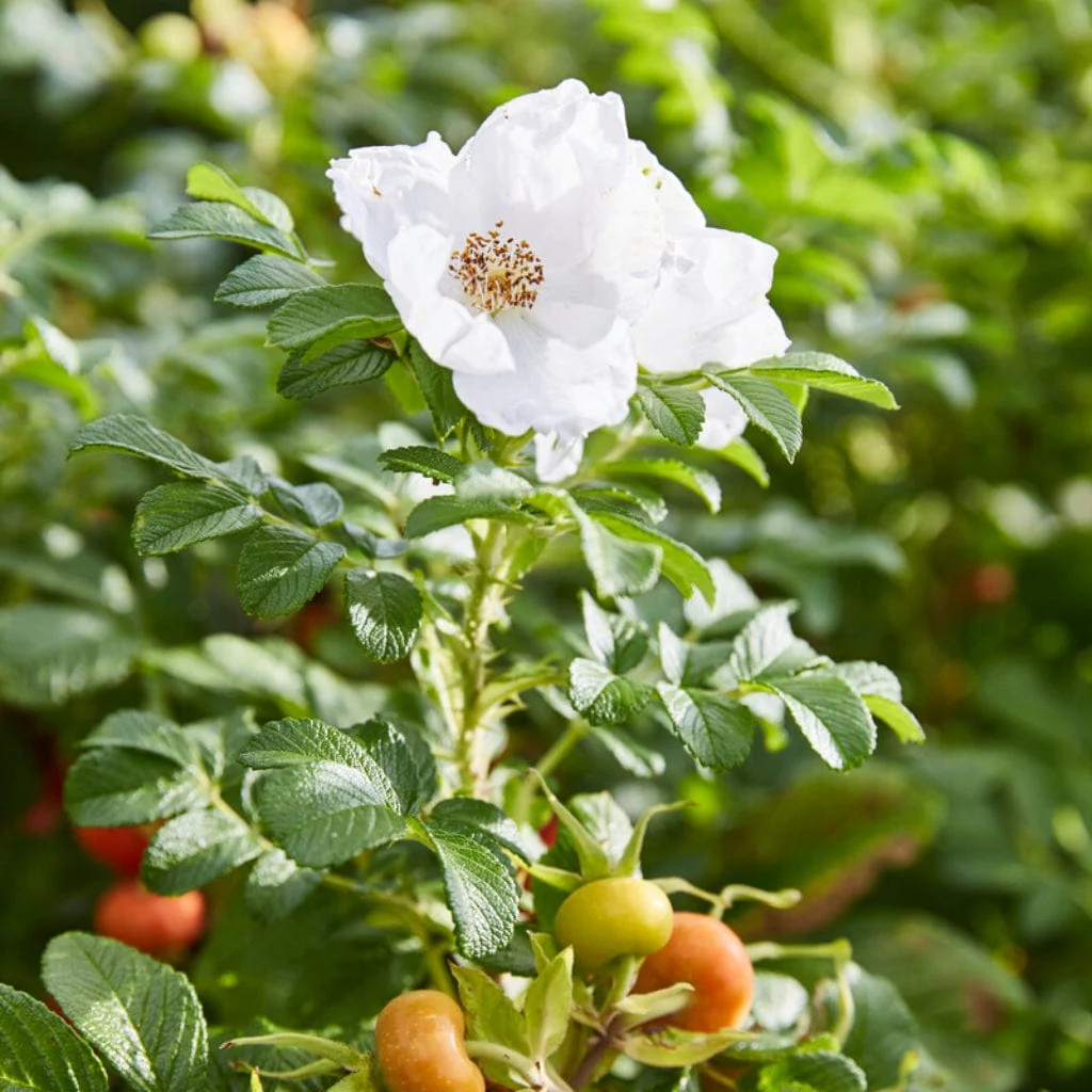 White Japanese Rose Hedging | Rosa rugosa 'Alba' - Image 3