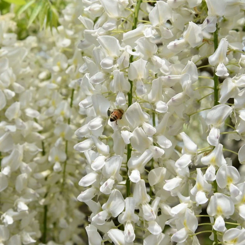 White Japanese Wisteria | Wisteria floribunda 'Alba' - Image 2