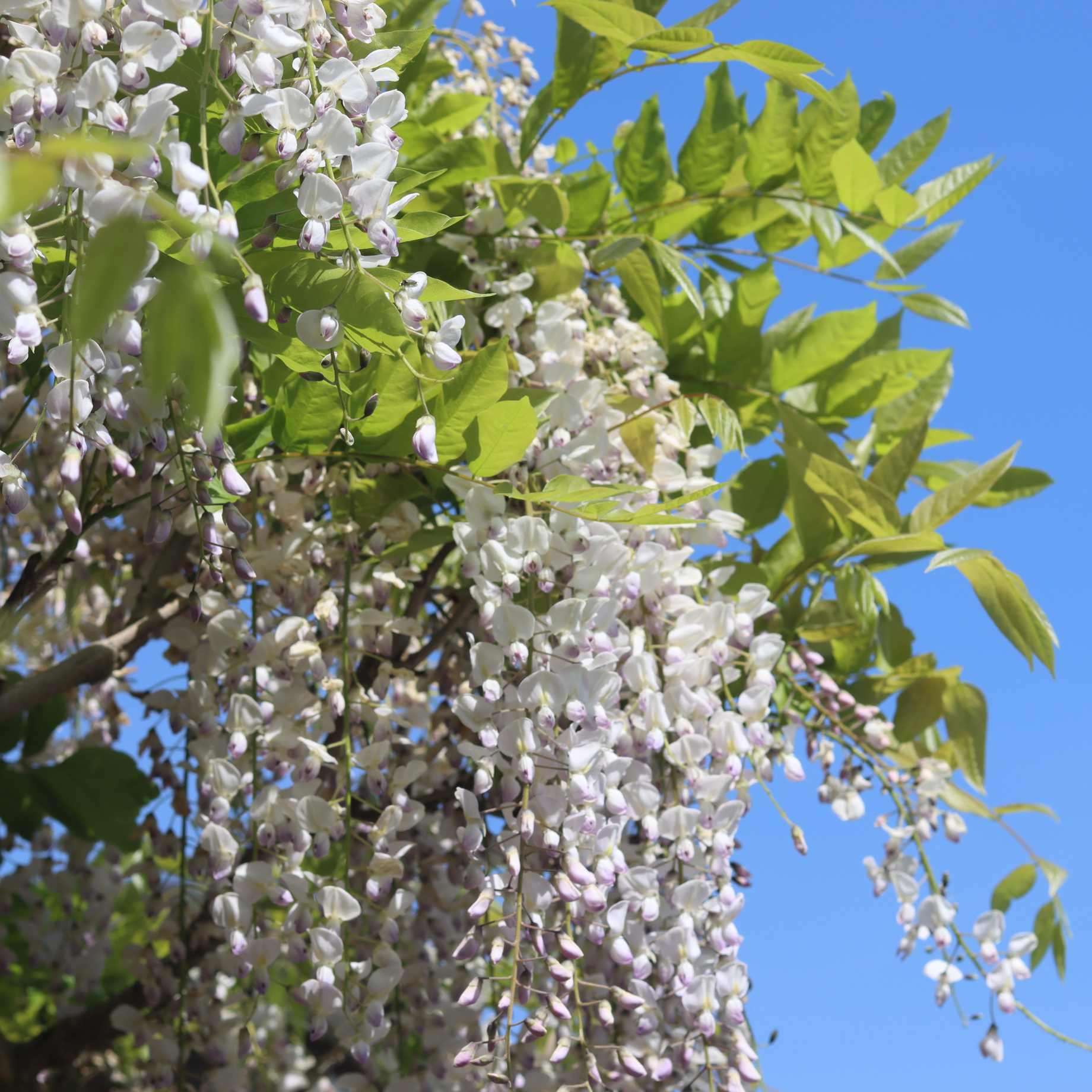 White Japanese Wisteria | Wisteria floribunda 'Alba' - Image 3