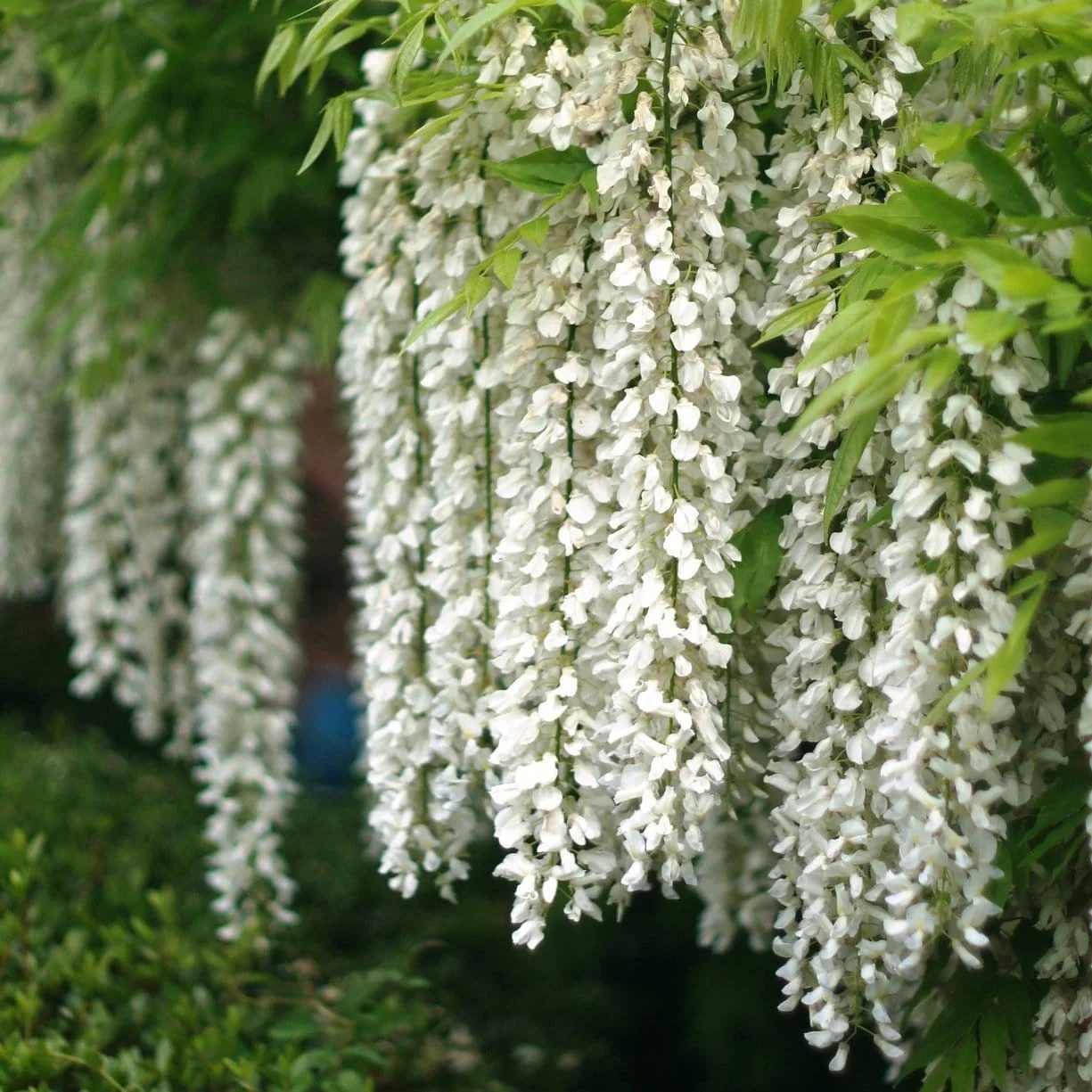 White Japanese Wisteria | Wisteria floribunda 'Alba' - Image 4