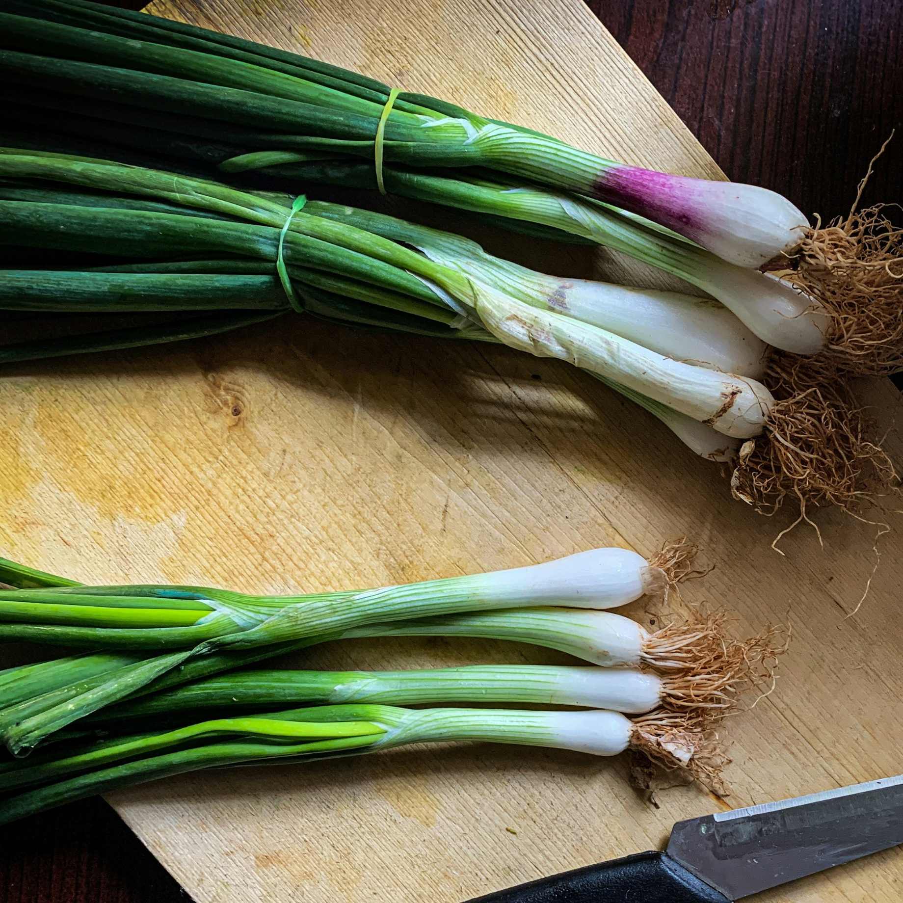 'White Lisbon' Spring Onion Plants - Image 3