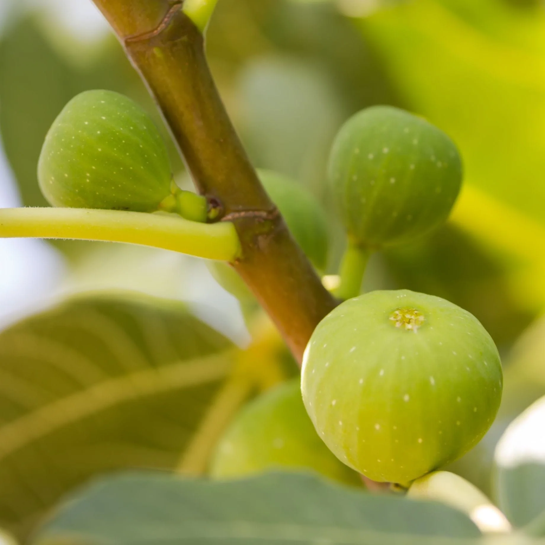 'White Marseilles' Fig Tree