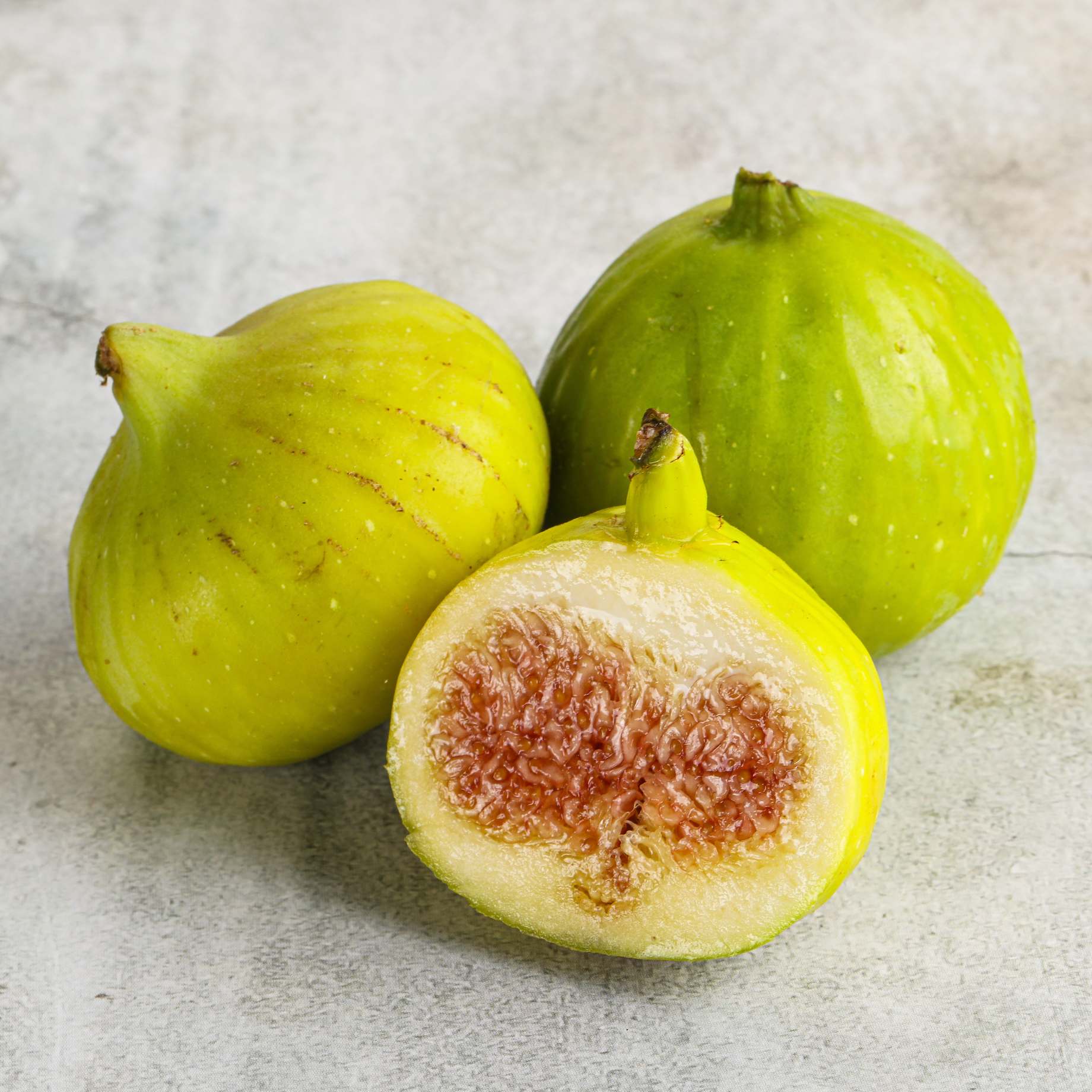 'White Marseilles' Fig Tree - Image 2