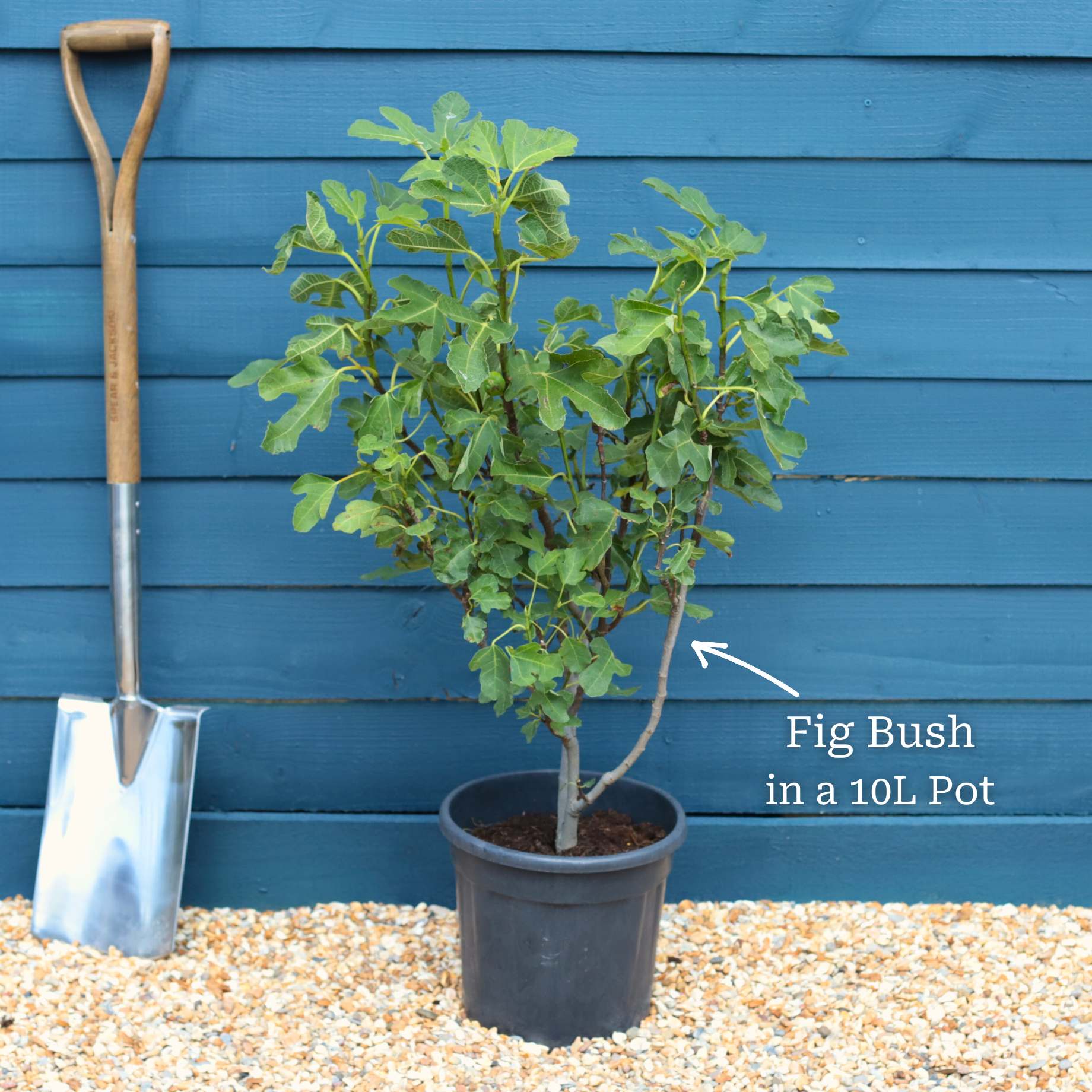 UK Hardy Fig Tree | 'Brown Turkey' - Image 10