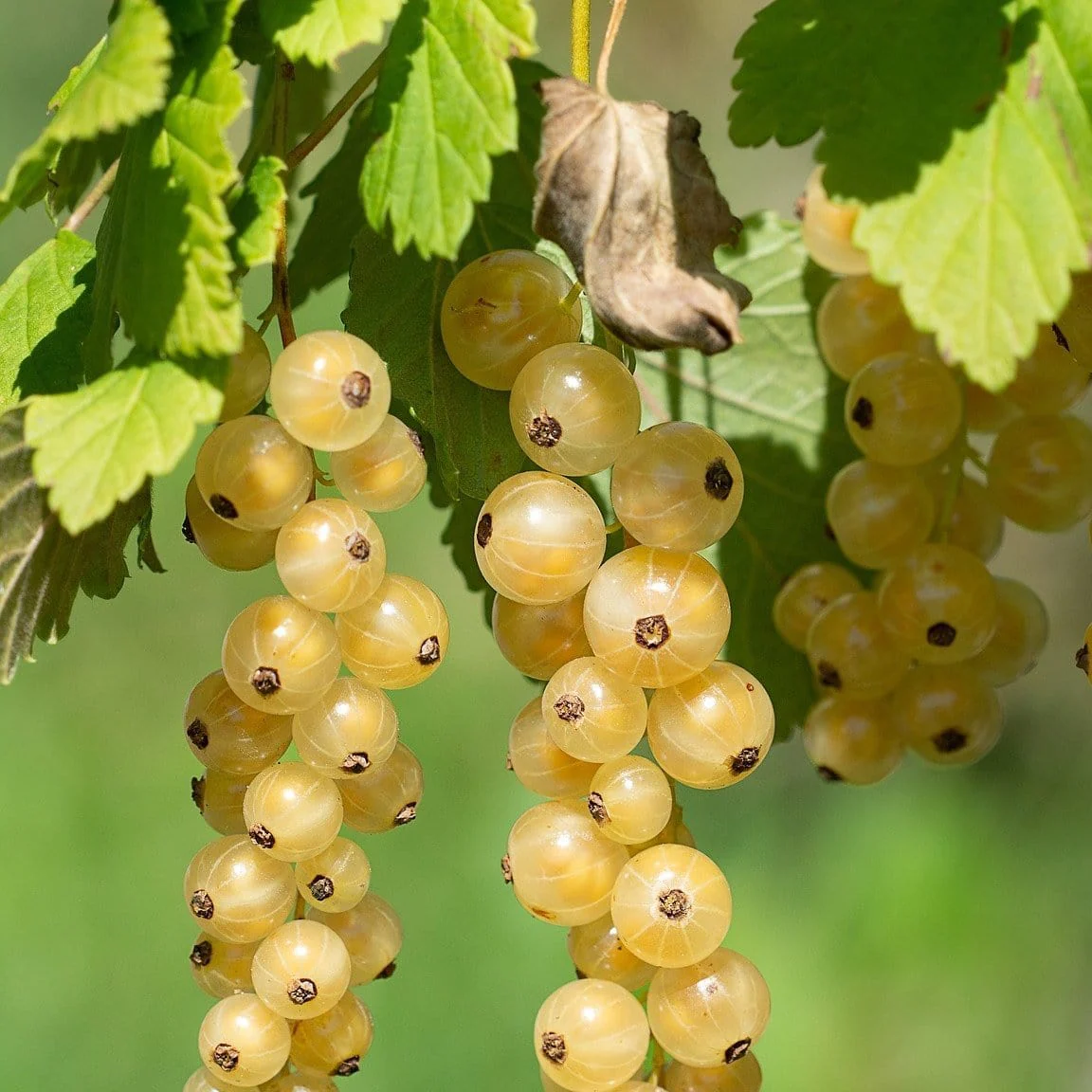 'White Versailles' Whitecurrant Plant - Image 3