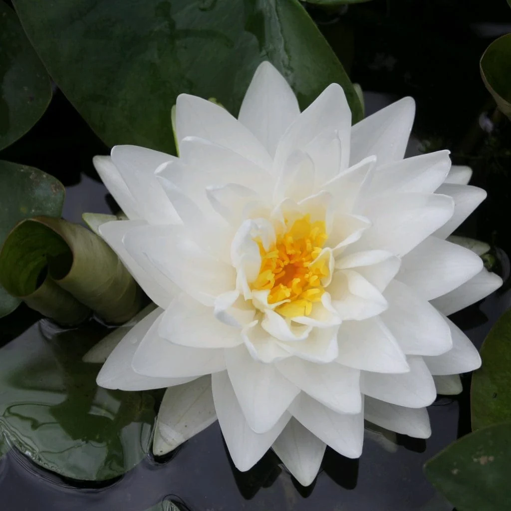 White Water Lily | Nymphaea 'Gonnère' - Image 3