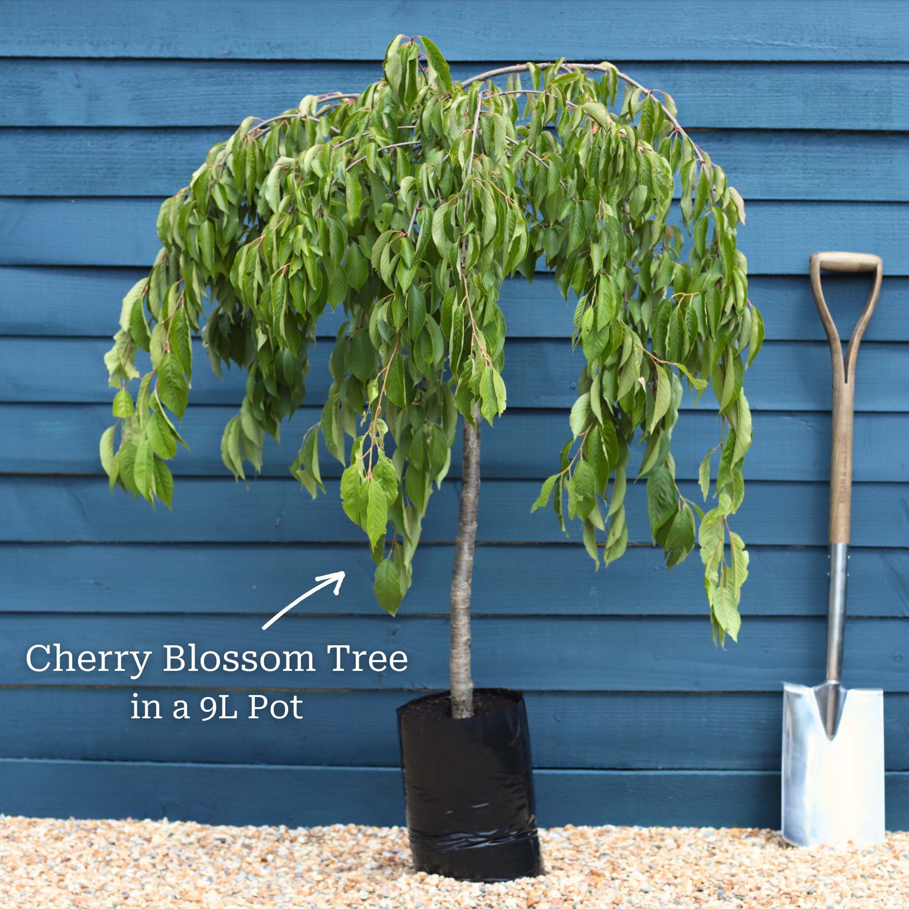 Weeping Yoshino Cherry Blossom Tree | Prunus yedoensis - Image 5