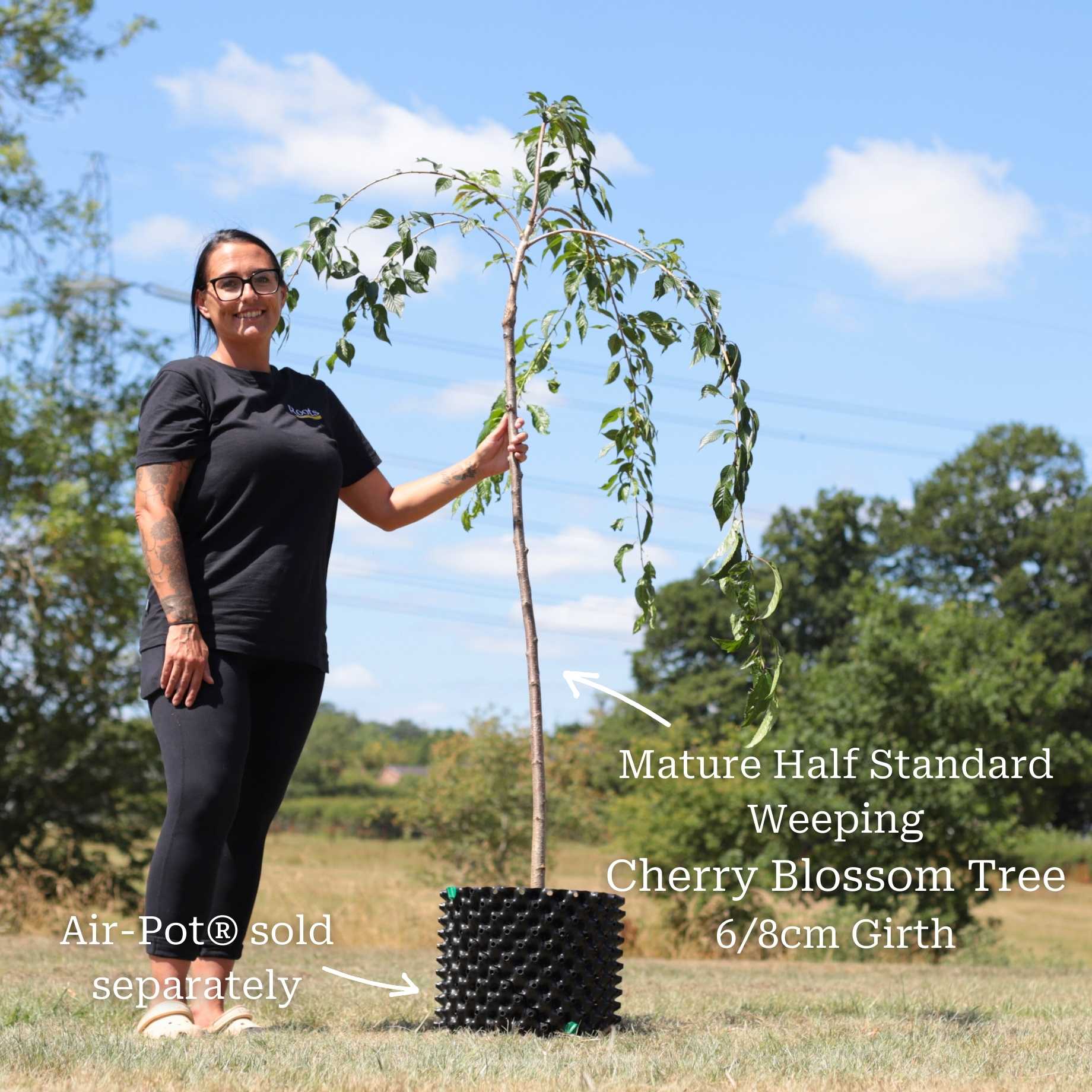 Dwarf Weeping Yoshino Cherry | Prunus yedoensis 'Ivensii' - Image 8