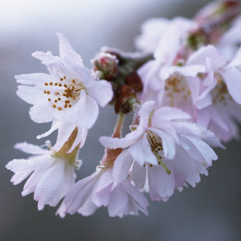 White Winter Flowering Cherry Tree | Prunus subhirtella 'Autumnalis' - Image 2