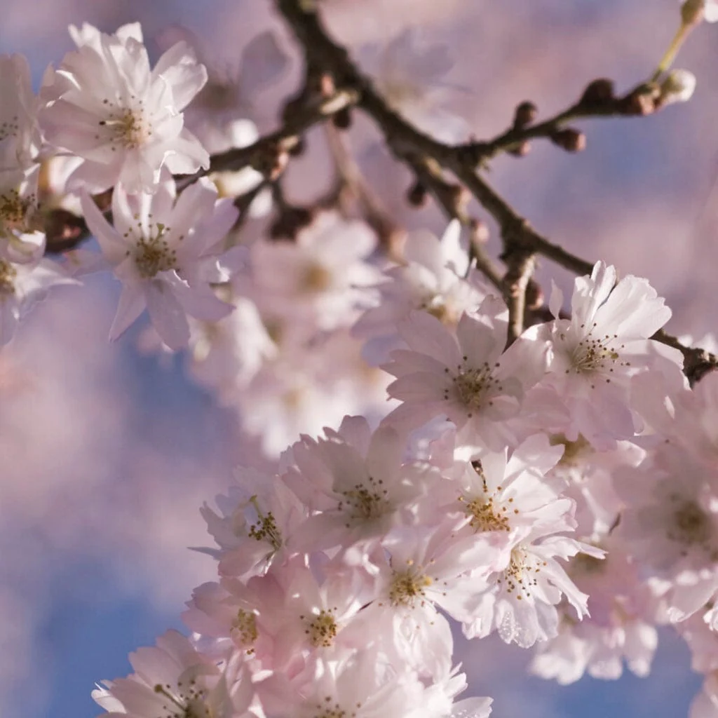 White Winter Flowering Cherry Tree | Prunus subhirtella 'Autumnalis' - Image 3