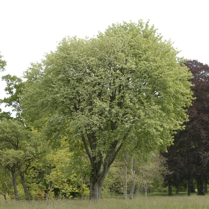Whitebeam Tree | Sorbus aria 'Lutescens' - Image 3