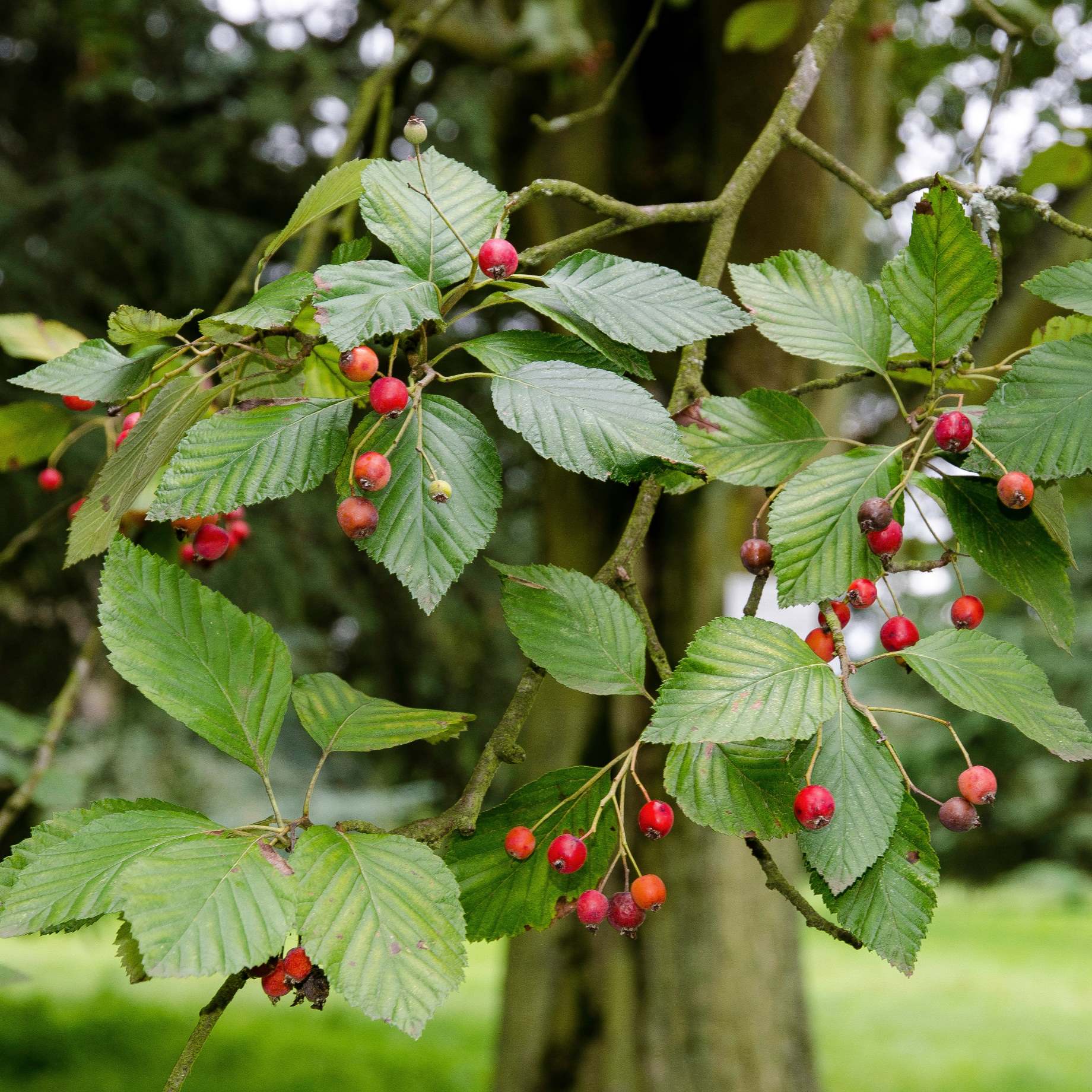 Whitebeam Tree | Sorbus aria 'Lutescens' - Image 4