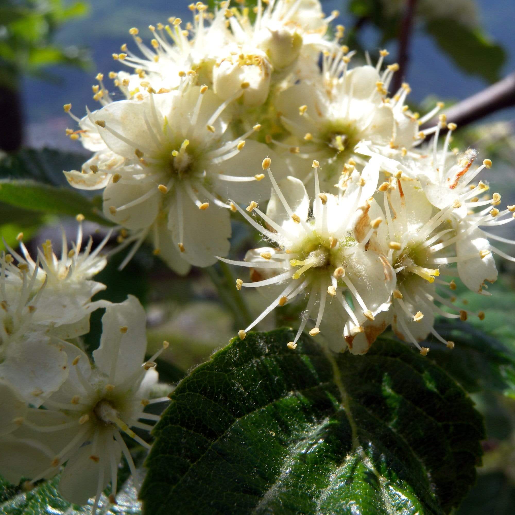 Whitebeam Tree | Sorbus aria 'Lutescens' - Image 5