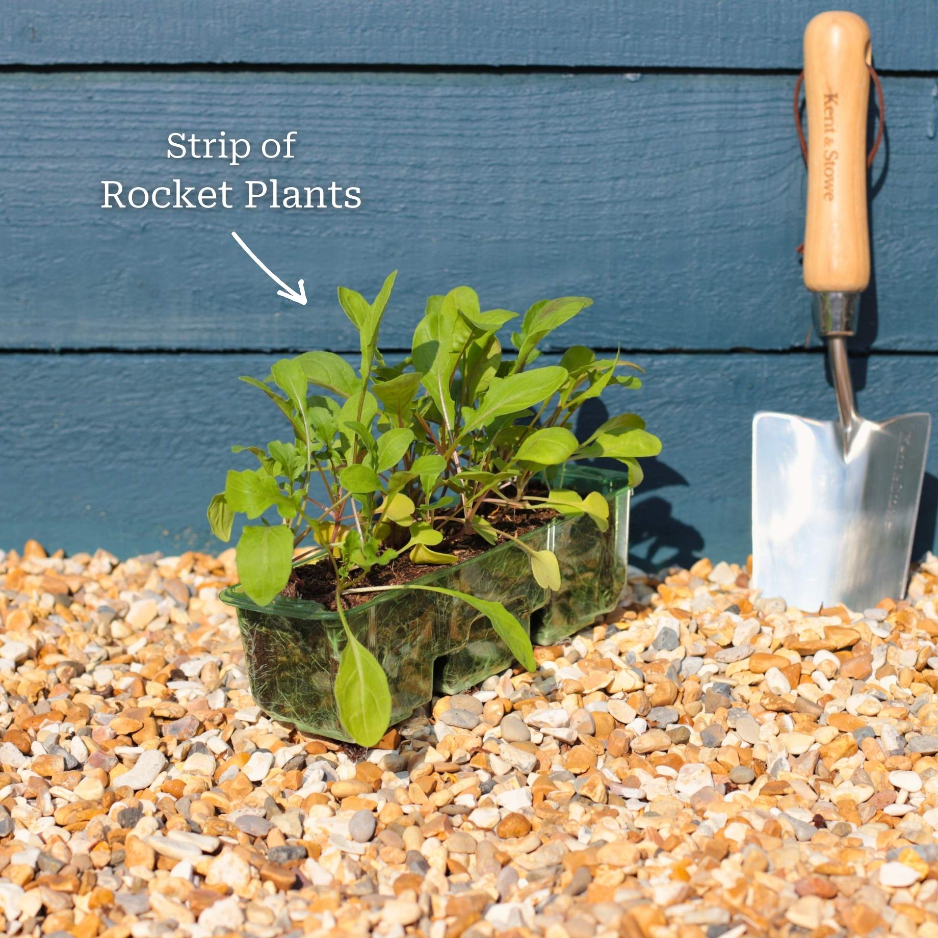 Wild Rocket Plants - Image 3