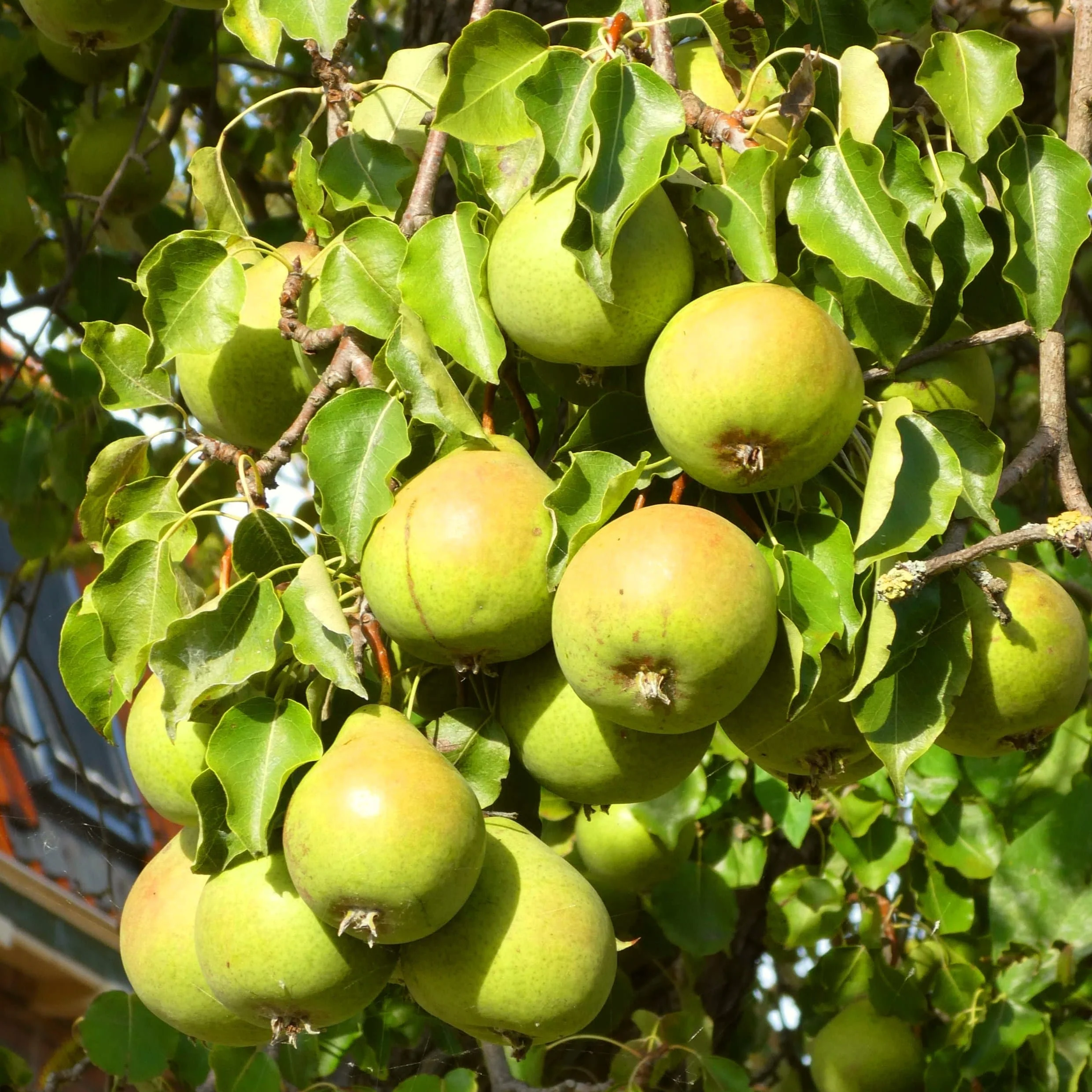 'Green Williams' Pear Tree - Image 4