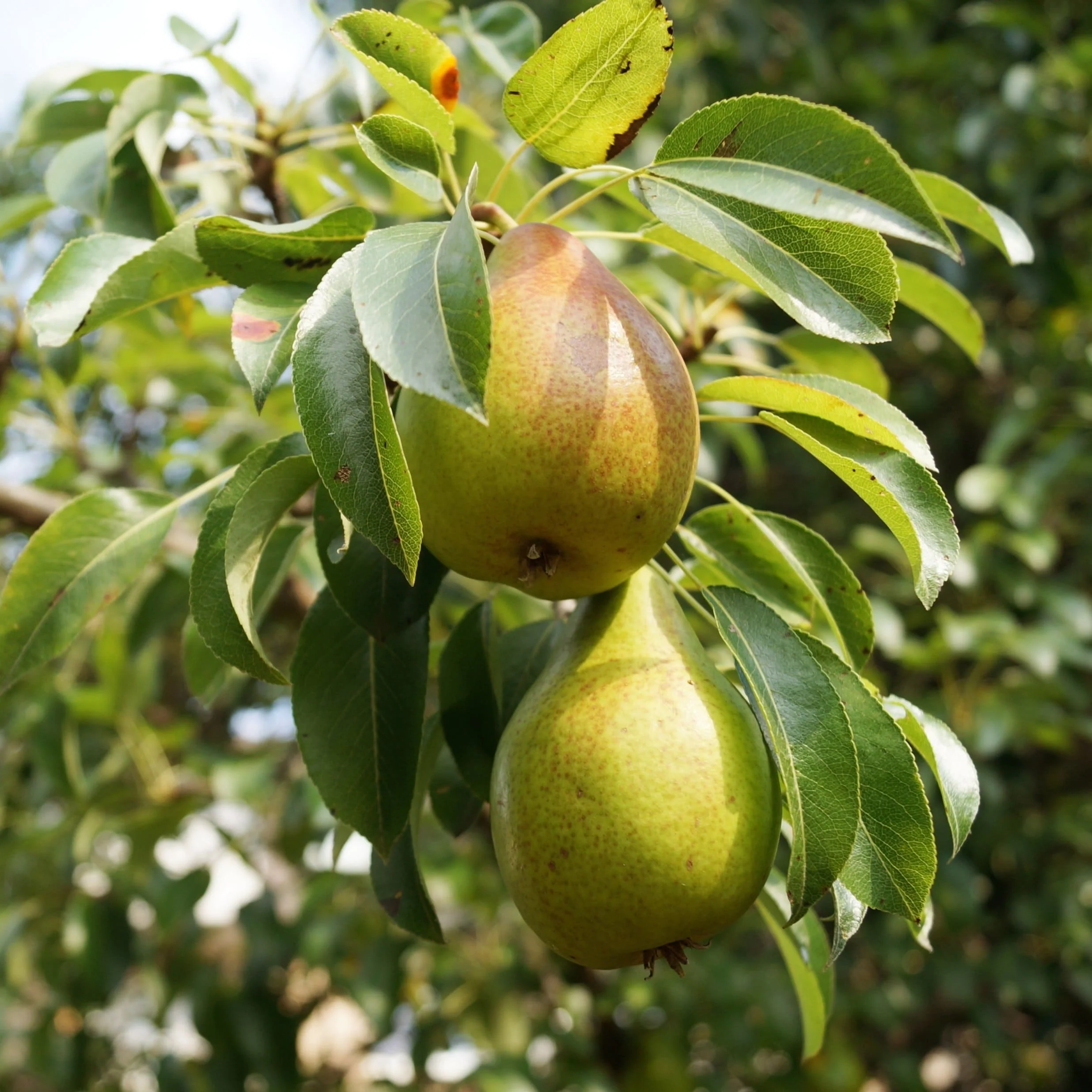 'Green Williams' Pear Tree - Image 5