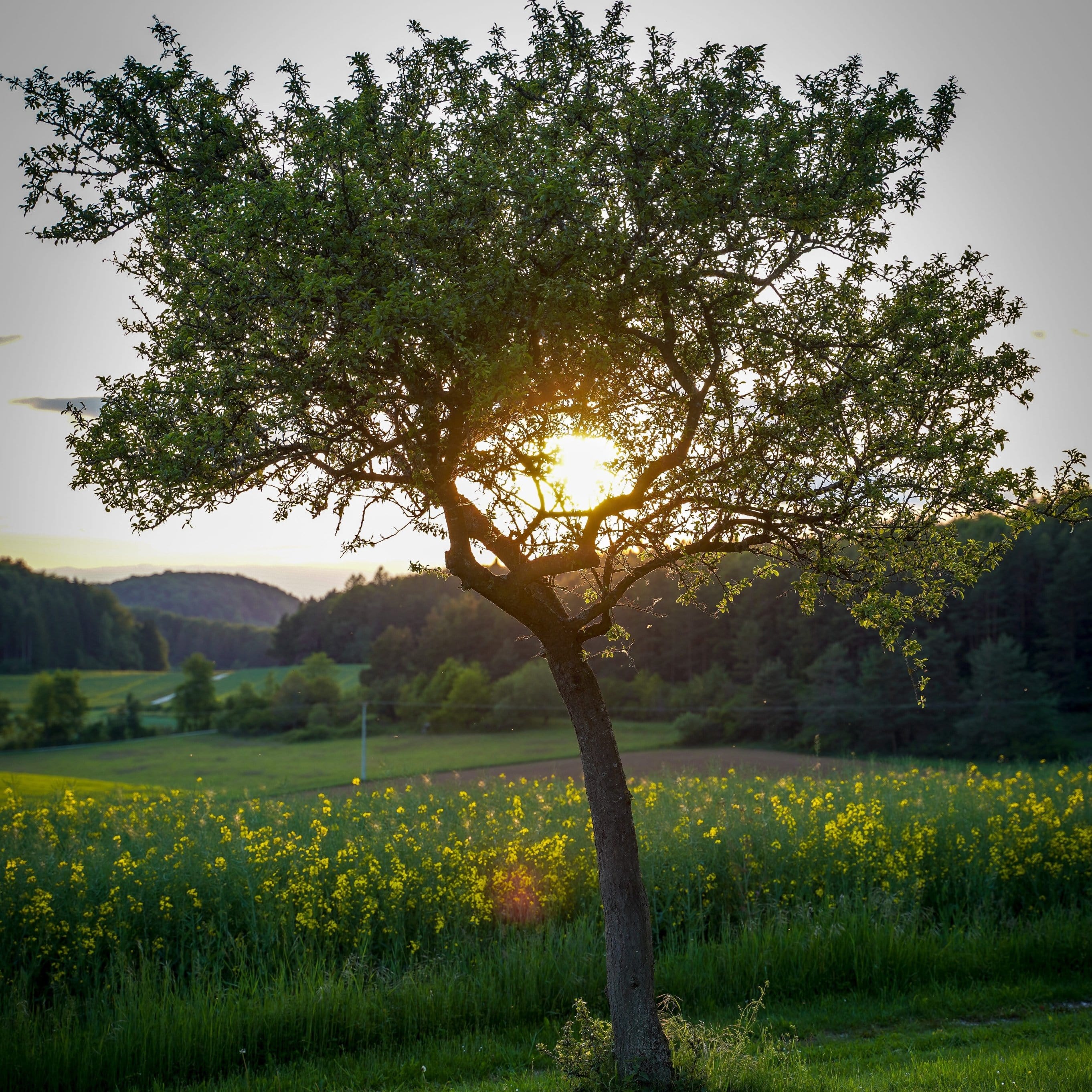 'Green Williams' Pear Tree - Image 6