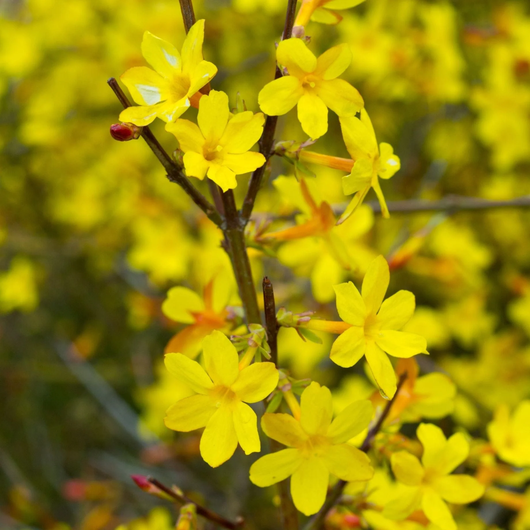 Winter Jasmine | Jasminum nudiflorum