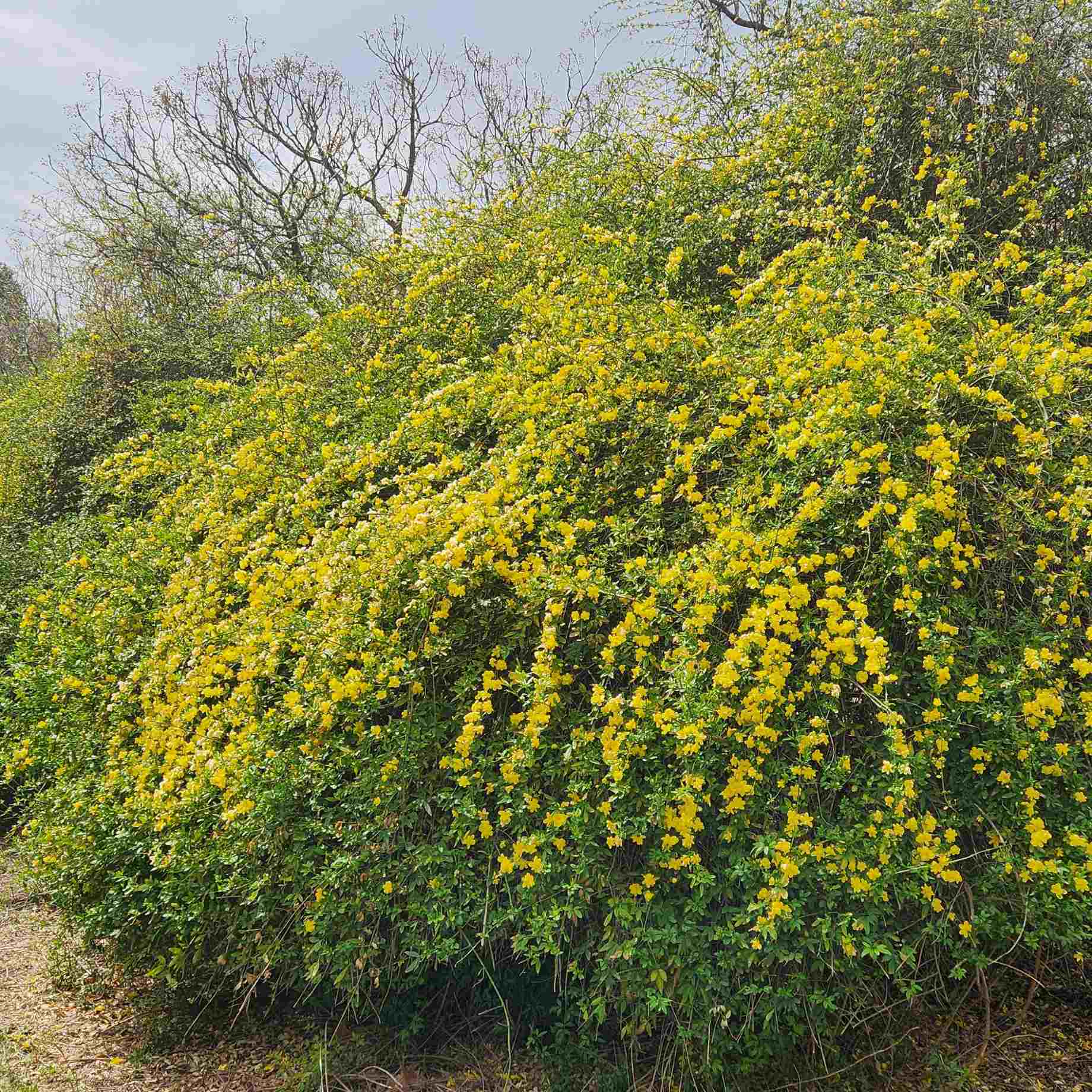 Winter Jasmine | Jasminum nudiflorum - Image 2