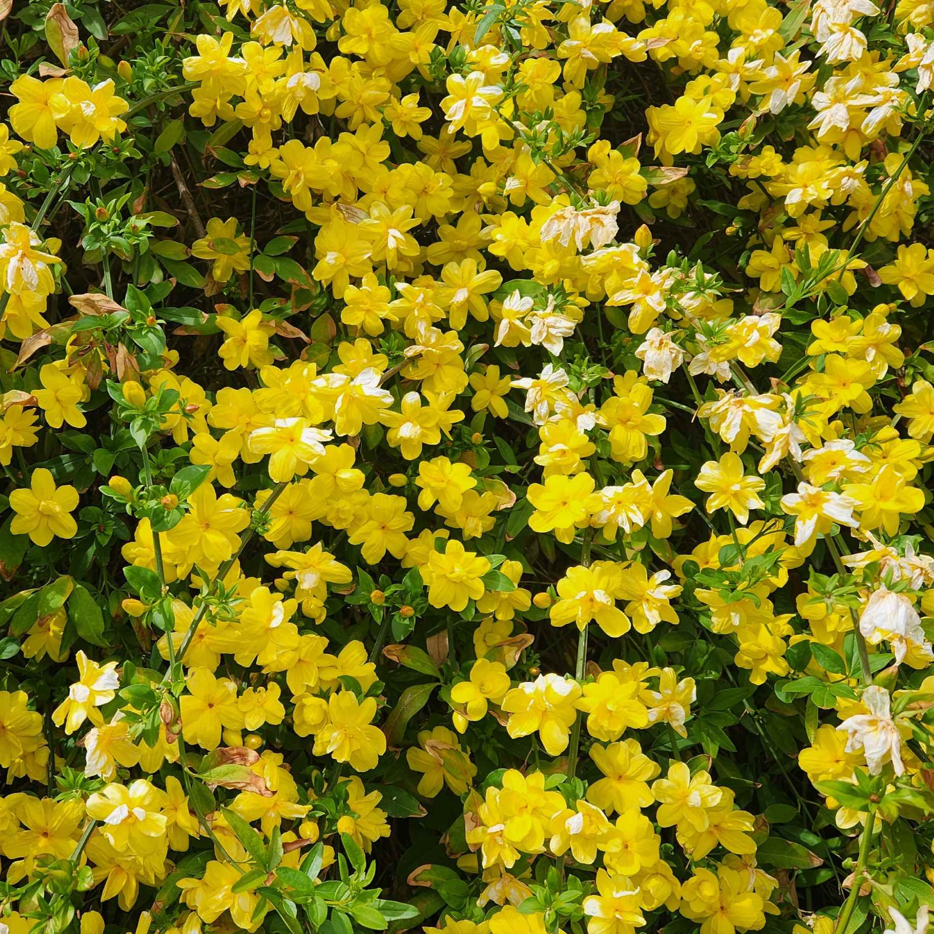 Winter Jasmine | Jasminum nudiflorum - Image 3