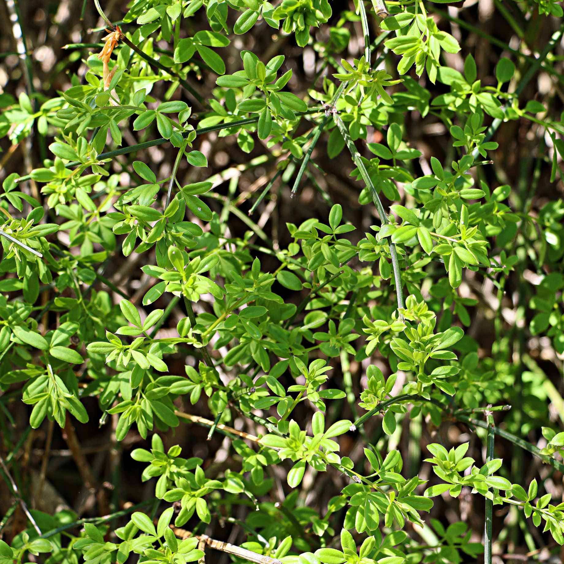 Winter Jasmine | Jasminum nudiflorum - Image 4