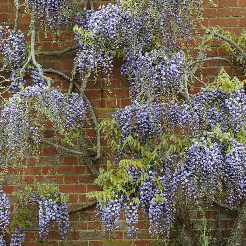Japanese Wisteria | Wisteria floribunda 'Black Dragon' - Image 2