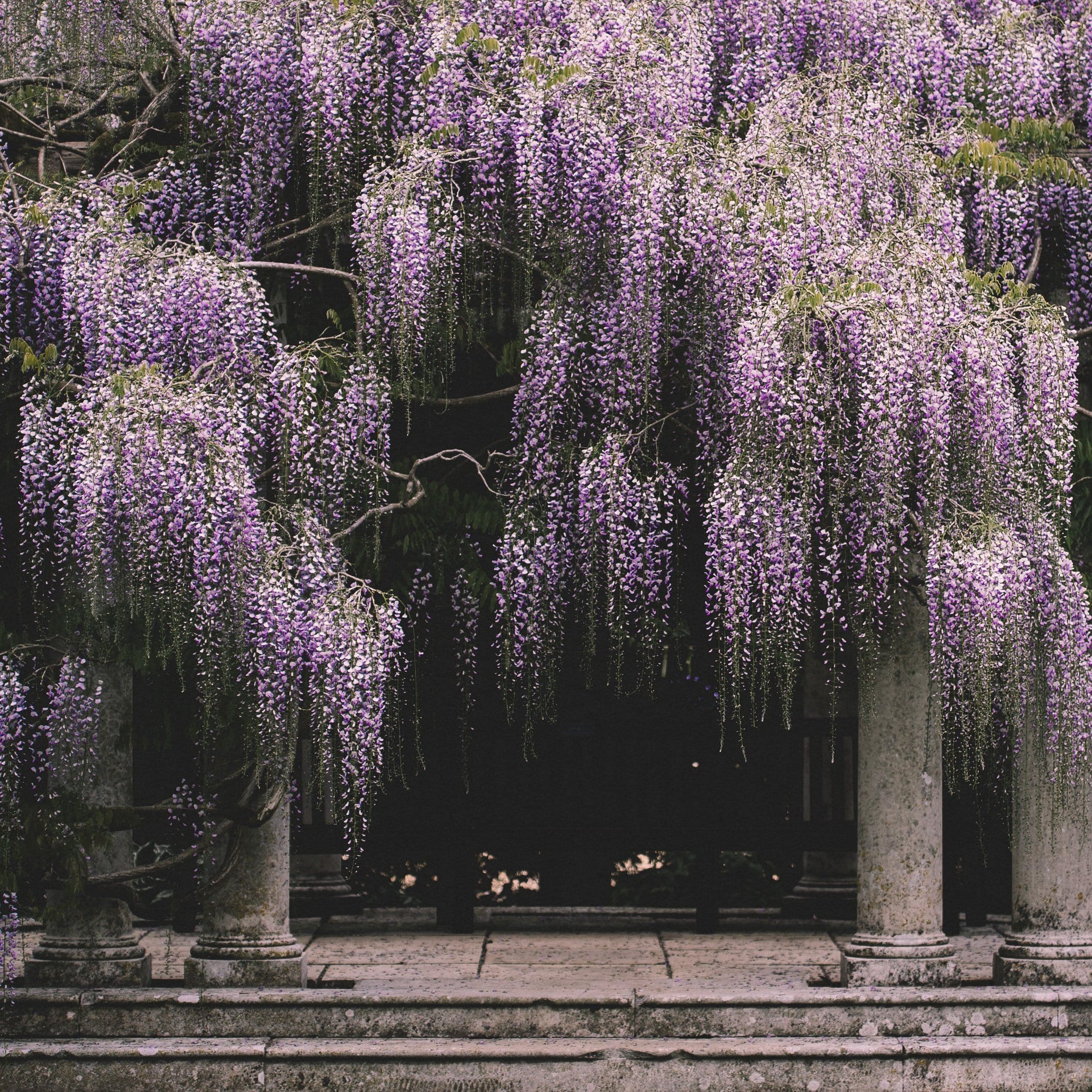 Japanese Wisteria | Wisteria floribunda 'Multijuga'