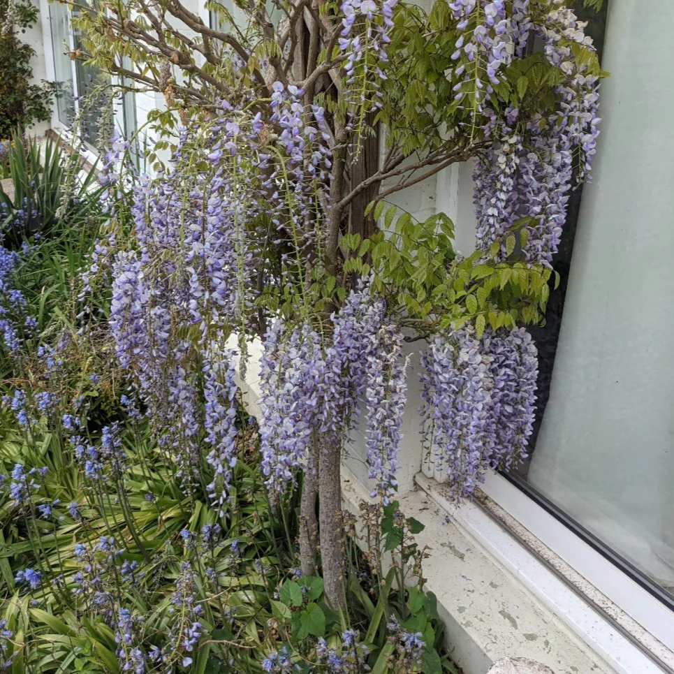 Japanese Wisteria | Wisteria floribunda 'Multijuga' - Image 3