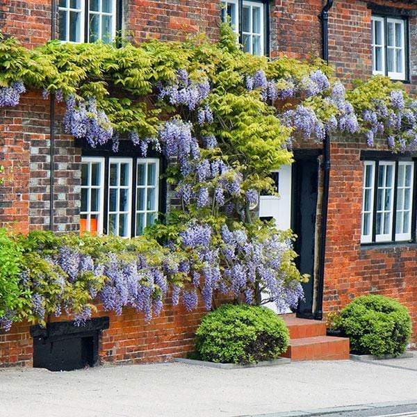 Japanese Wisteria | Wisteria floribunda 'Multijuga' - Image 5