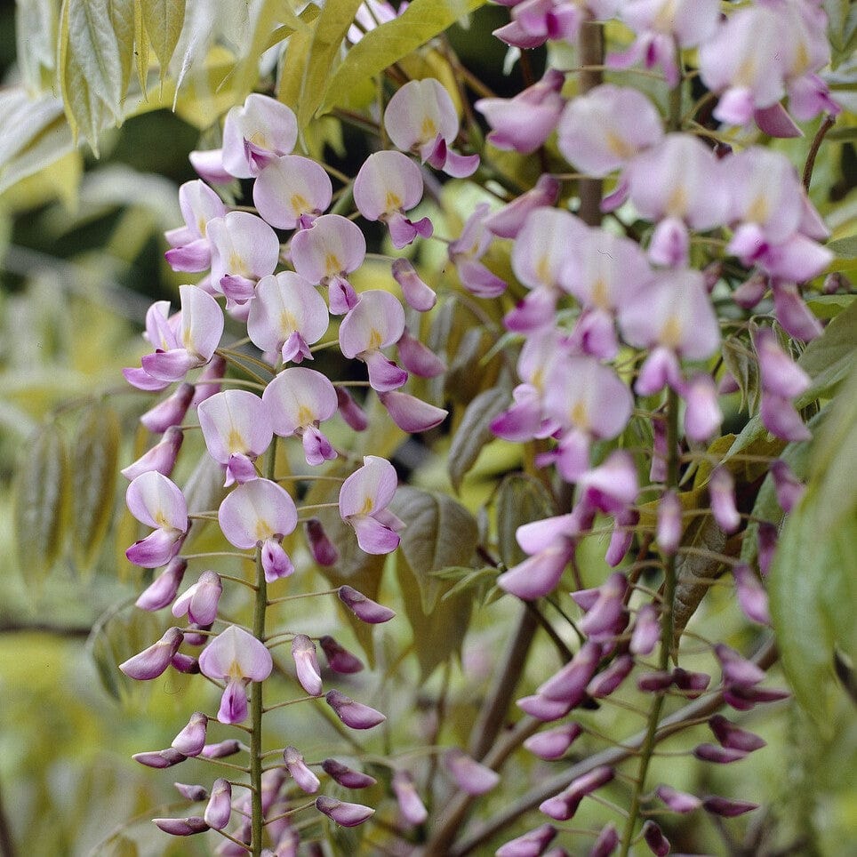 Pink Japanese Wisteria | Wisteria floribunda 'Rosea'