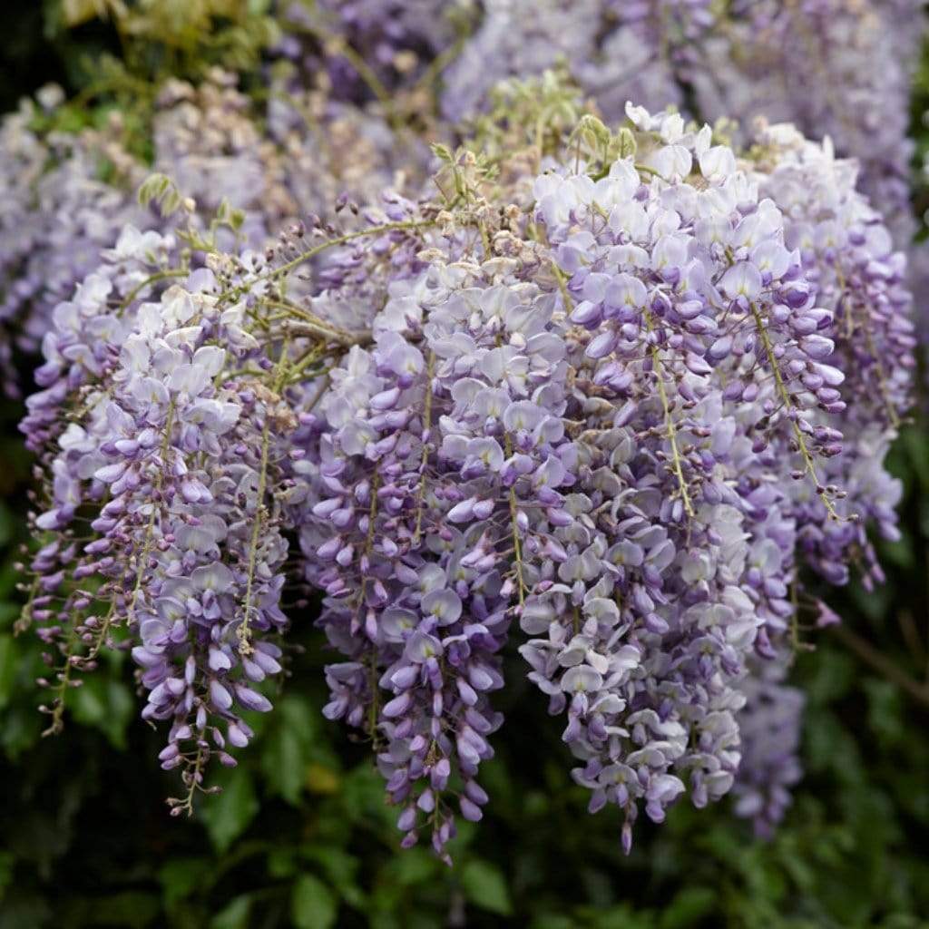 Wisteria 'Lavender Lace' - Image 3