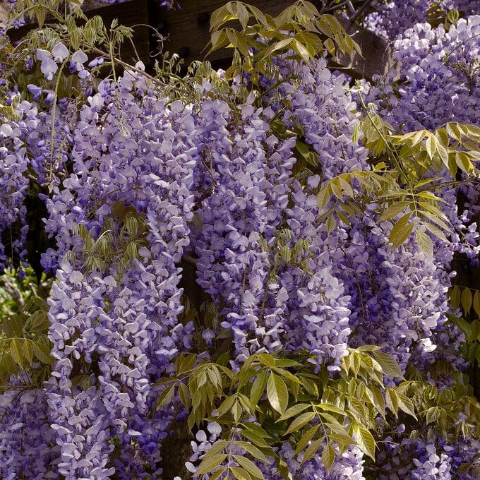 Chinese Wisteria | Wisteria sinensis