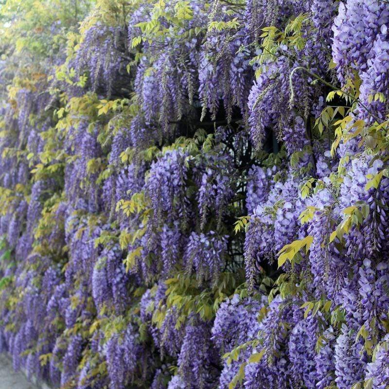 Chinese Wisteria | Wisteria sinensis - Image 3