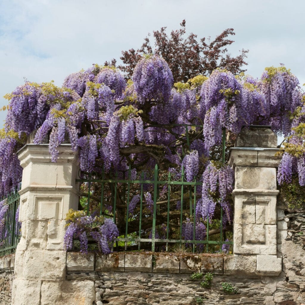 Chinese Wisteria | Wisteria sinensis - Image 4