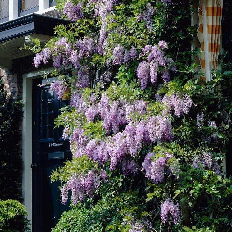 Chinese Wisteria | Wisteria sinensis - Image 5