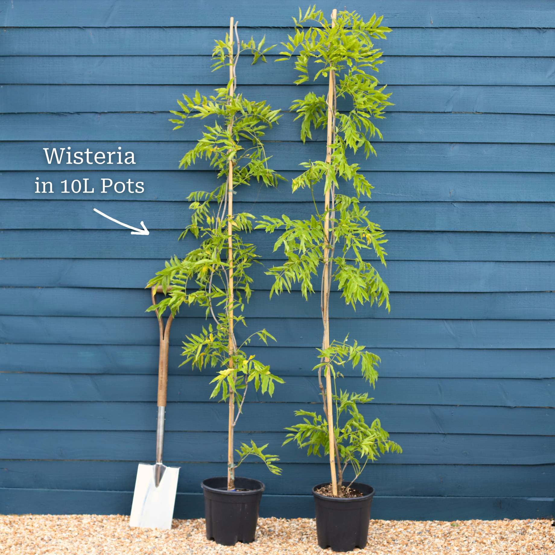Chinese Wisteria | Wisteria sinensis - Image 7
