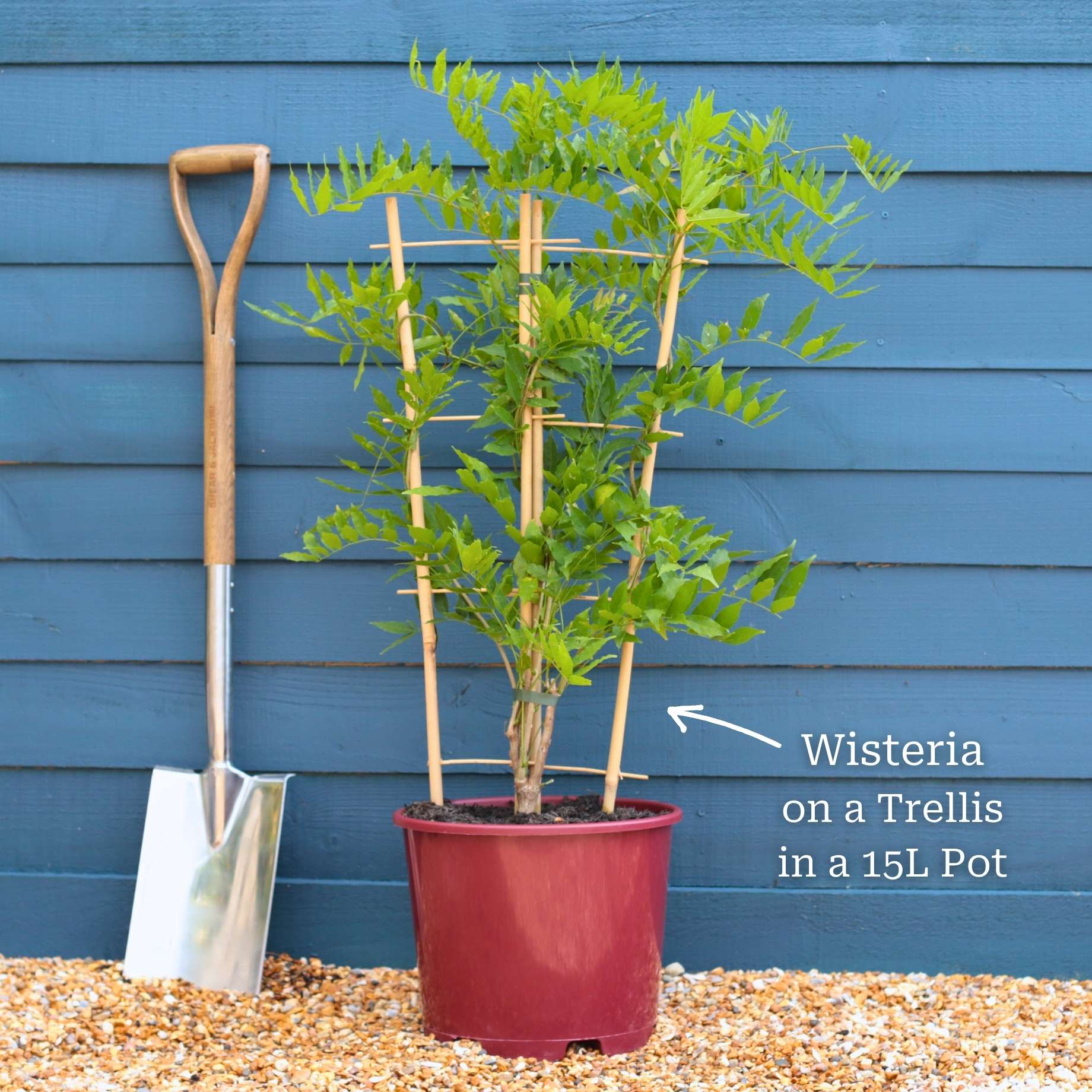 Chinese Wisteria | Wisteria sinensis - Image 8