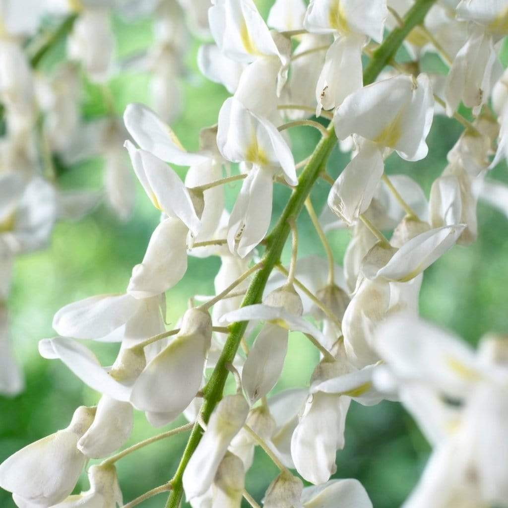 White Wisteria | Wisteria sinensis 'Alba'