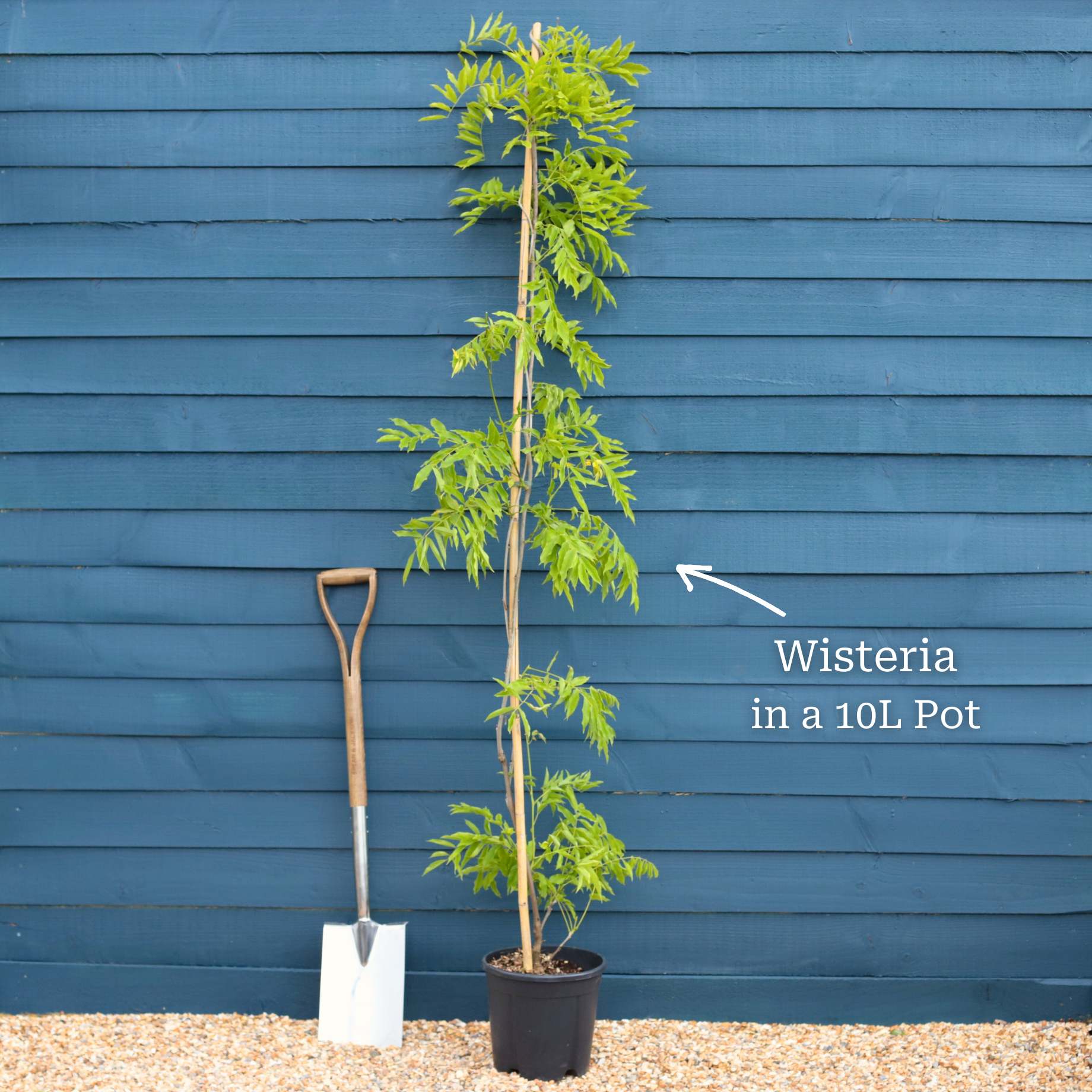 Chinese Wisteria | Wisteria sinensis - Image 6