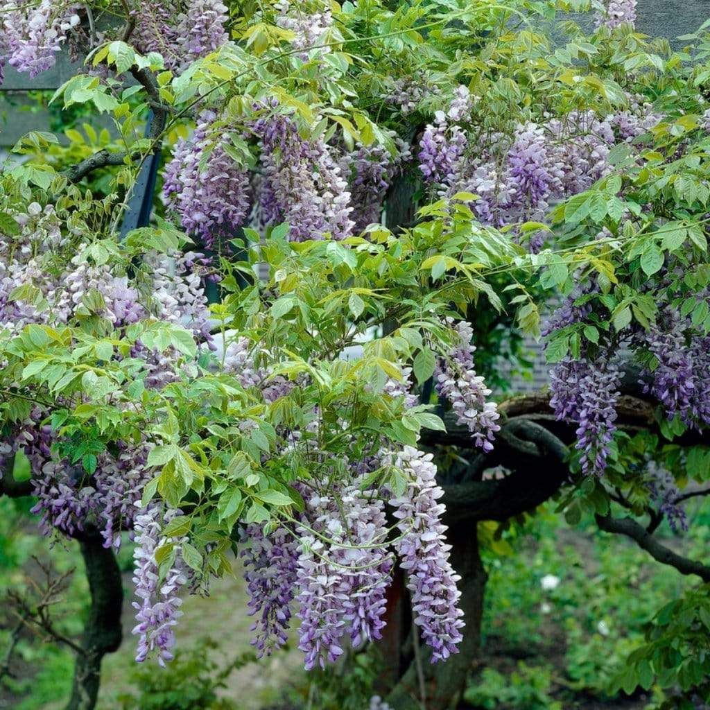 Chinese Wisteria | Wisteria sinensis 'Blue Sapphire'