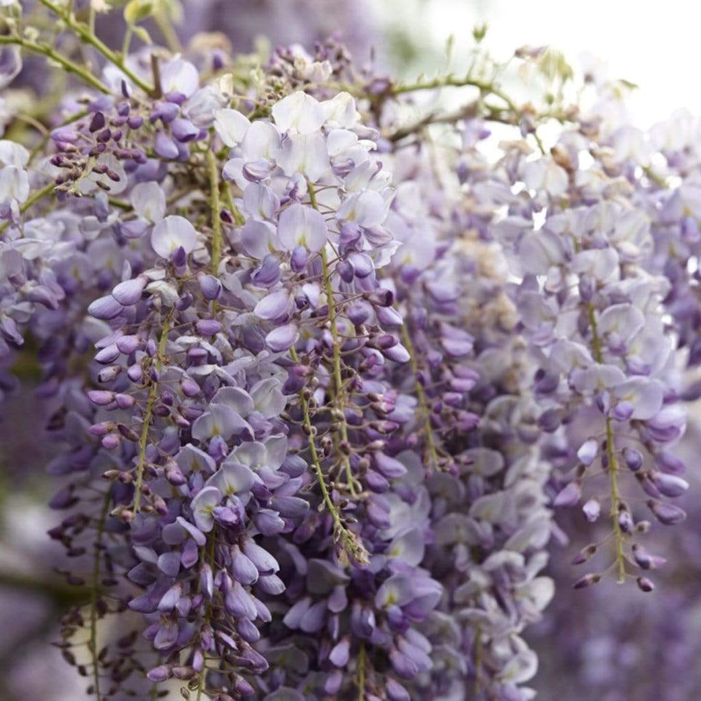 Chinese Wisteria | Wisteria sinensis 'Blue Sapphire' - Image 2