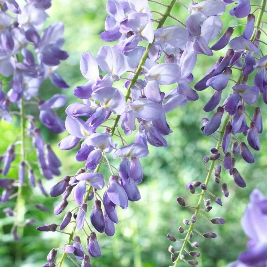 Chinese Wisteria | Wisteria sinensis 'Blue Sapphire' - Image 3