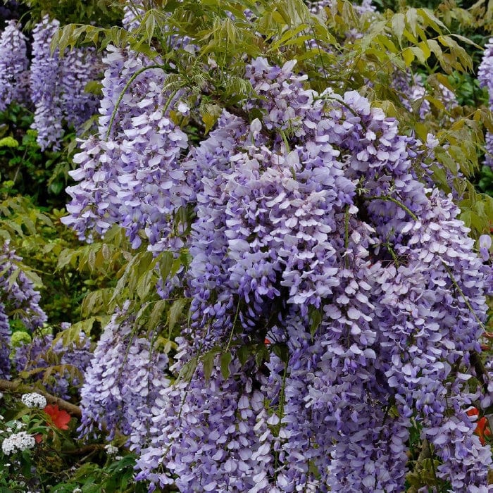 Chinese Wisteria | Wisteria sinensis 'Caroline'