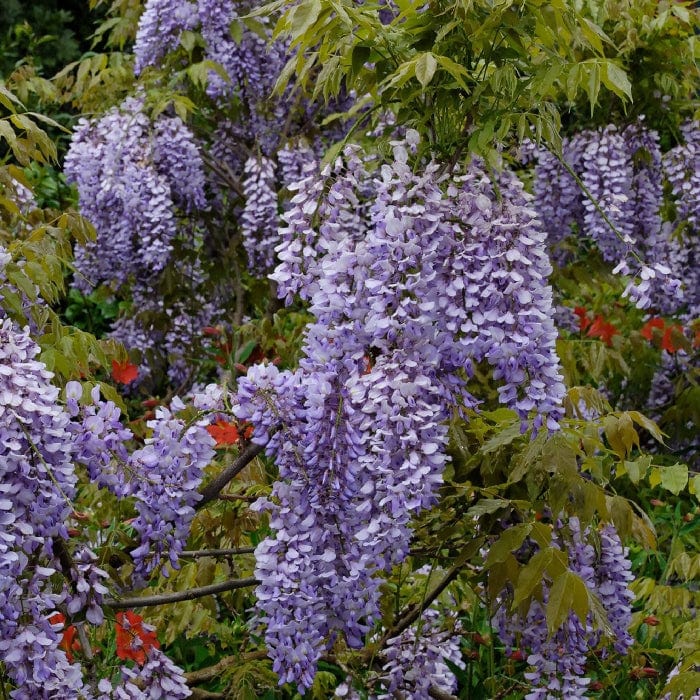 Chinese Wisteria | Wisteria sinensis 'Caroline' - Image 3