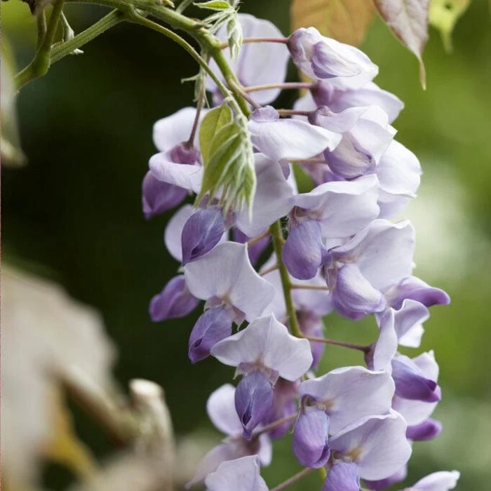 Chinese Wisteria | Wisteria sinensis 'Caroline' - Image 4