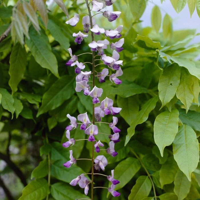 Chinese Wisteria | Wisteria sinensis 'Caroline' - Image 5