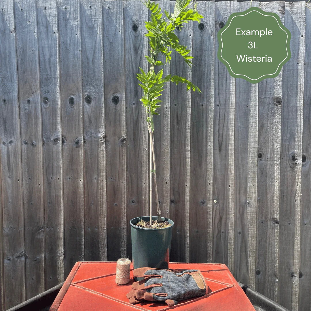 Chinese Wisteria | Wisteria sinensis 'Caroline' - Image 6